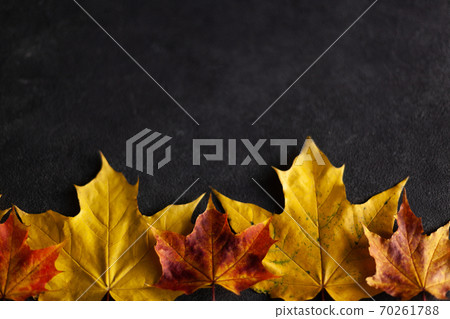 colorful autumn marple leaves on gray concrete 70261788