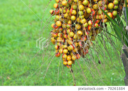 Yellow and red colored fruit 70261884