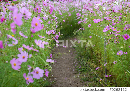 宇宙場/秋天的形象 70262112