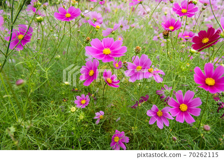 宇宙場/秋天的形象 70262115