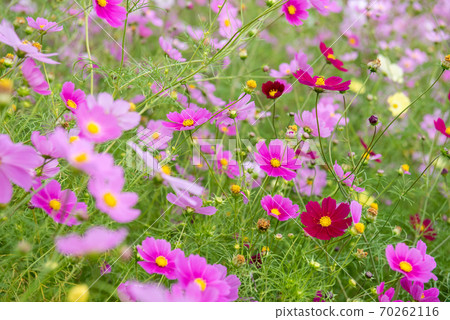 宇宙場/秋天的形象 70262116