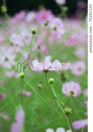 宇宙場/秋天的形象 70262120