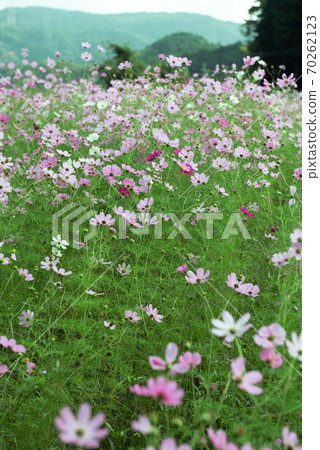 Cosmos field / autumn image 70262123
