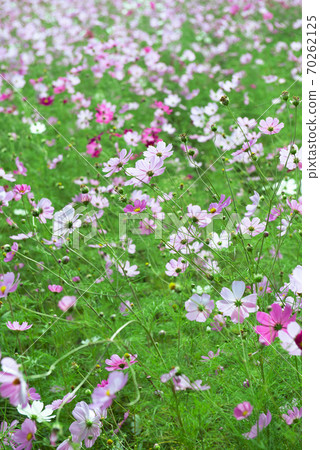Cosmos field / autumn image 70262125