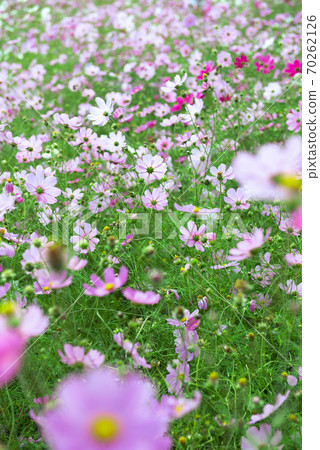 Cosmos field / autumn image 70262126
