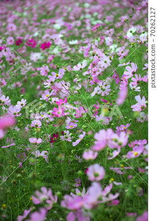 宇宙場/秋天的形象 宇宙場/秋天的形象 70262127