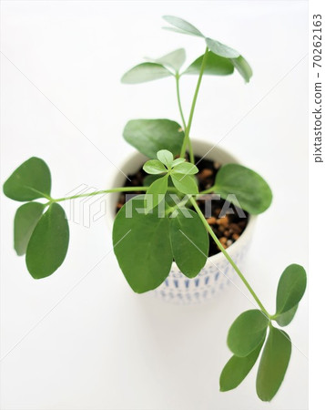 香港木棉觀葉植物 香港木棉觀葉植物 70262163