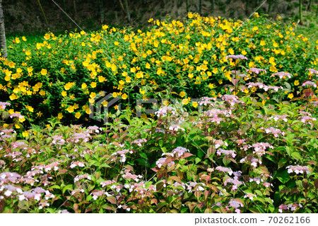 在公園裡的花 在公園裡的花 70262166