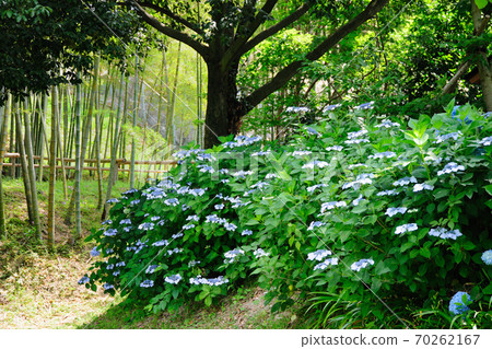 在公園裡的花 在公園裡的花 70262167