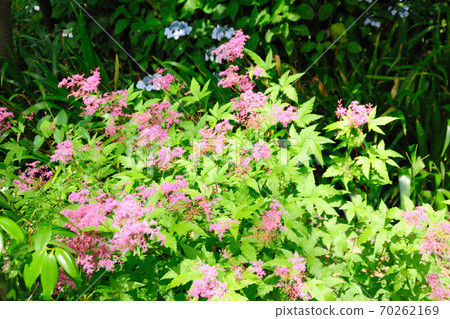 Flowers in Odai Park Flowers in Odai Park 70262169
