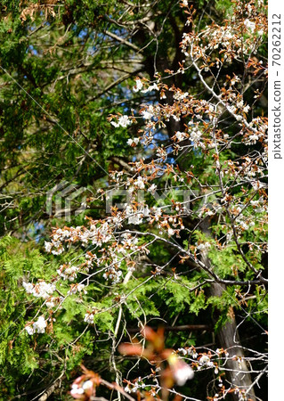 櫻花和扁柏 [相模原市築井市，4月] 70262212