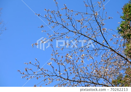 櫻花與藍天[相模原市津久井4月] 70262213