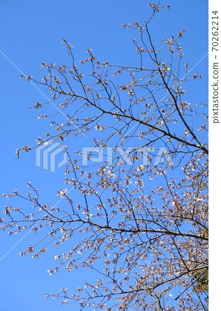 櫻花與藍天[相模原市津久井4月] 70262214