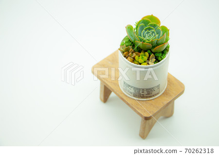 在木桌上翻新罐裝的肉質植物,手工製作的美人魚和七福神 在木桌上翻新罐裝的肉質植物,手工製作的美人魚和七福神 70262318