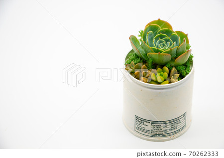 翻新的罐裝多肉植物，手工製作的美人蕉和七個吉祥神 70262333