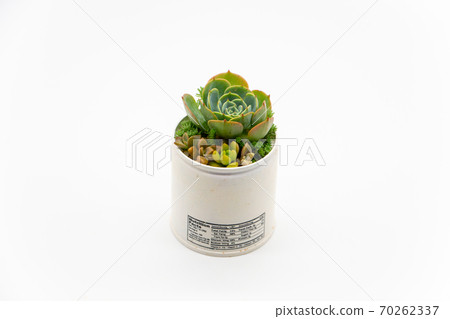 Remake of succulents Canned group planting Handmade remecan and seven deities of good fortune Remake of succulents Canned group planting Handmade remecan and seven deities of good fortune 70262337