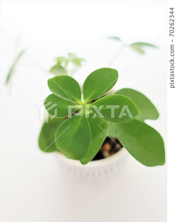 Hong Kong Kapok foliage plant Hong Kong Kapok foliage plant 70262344