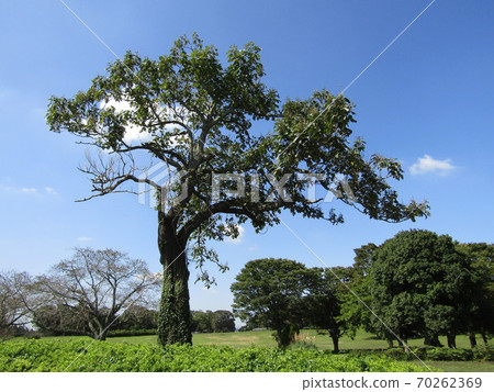 Large paulownia tree in the Showa forest 70262369
