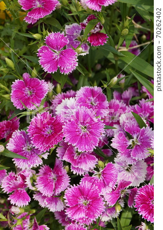 Spring Flower Field 70262402