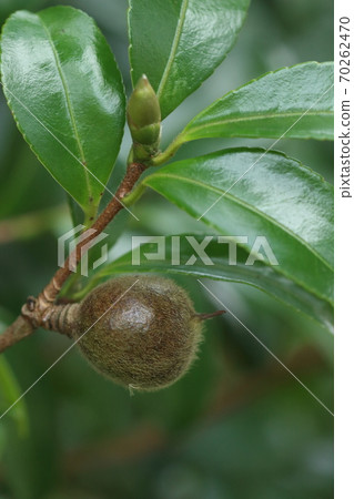 天然植物Southernka,8月下旬開花。它是圓形的,但仍然有點小。顏色變深了嗎? 天然植物Southernka,8月下旬開花。它是圓形的,但仍然有點小。顏色變深了嗎? 70262470