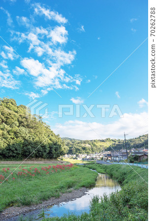 日本的寧靜秋天，郊區的河岸，花朵在河岸上綻放，山陰的秋天 70262788