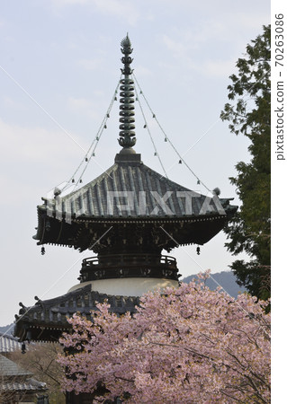 聖靈寺(佐賀縣釋迦堂)川津櫻和寶穗 聖靈寺(佐賀縣釋迦堂)川津櫻和寶穗 70263086