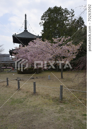 Seiryoji Temple (Saga Shakado) Kawazu Sakura and Tahoto Seiryoji Temple (Saga Shakado) Kawazu Sakura and Tahoto 70263092