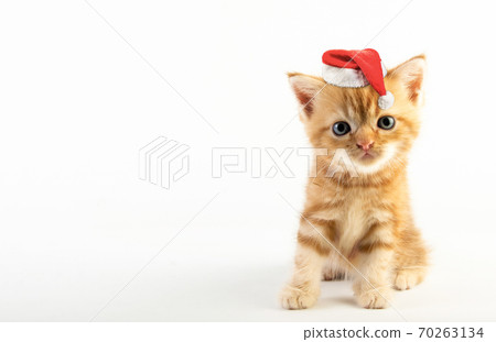 Cat baby tabby Kitten Cute Beautifu With christmas hat on white background Cat baby tabby Kitten Cute Beautifu With christmas hat on white background 70263134