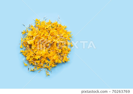 Marigold flower petals on blue background. Marigold flower petals on blue background. 70263769