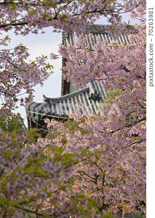 千代寺(佐賀縣釋迦堂)川津櫻 千代寺(佐賀縣釋迦堂)川津櫻 70263981