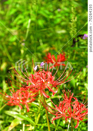 Plant: Amaryllidaceae Amaryllidaceae 70264193