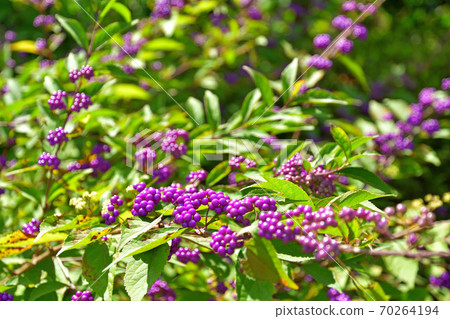 Tree Early Amethyst Verbenaceae 70264194