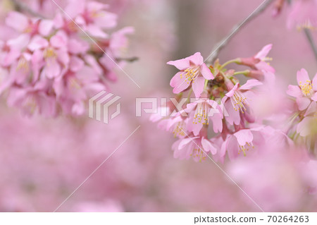 Choshuji Temple Okame櫻花(Akame櫻花) Choshuji Temple Okame櫻花(Akame櫻花) 70264263