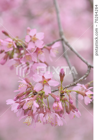 Choshuji Temple Okame櫻花（Akame櫻花） 70264264