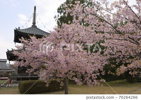 聖靈寺(佐賀縣釋迦堂)川津櫻和寶穗 聖靈寺(佐賀縣釋迦堂)川津櫻和寶穗 70264266