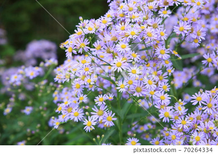 Zion flower 70264334