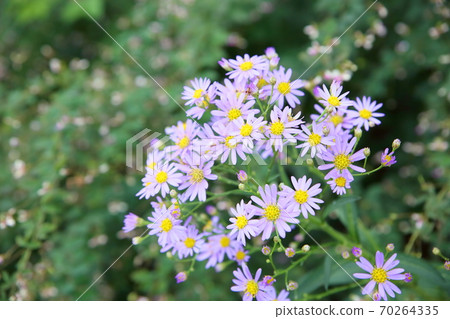 Zion flower 70264335