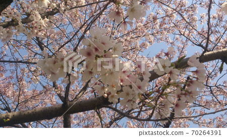 Cherry Blossoms Cherry Blossoms 70264391