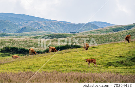 阿蘇·戈達克(Aso Godake)荒野中放牧和生長的奶牛的景色 阿蘇·戈達克(Aso Godake)荒野中放牧和生長的奶牛的景色 70264458
