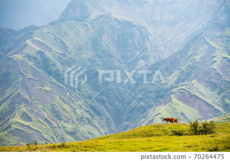 Scenery of cows grazing and growing in the wilderness of Mt. Aso Scenery of cows grazing and growing in the wilderness of Mt. Aso 70264475