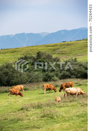Scenery of cows grazing and growing in the wilderness of Mt. Aso 70264483