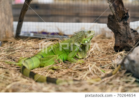 Closeup of a green iguana on dry grass 70264654