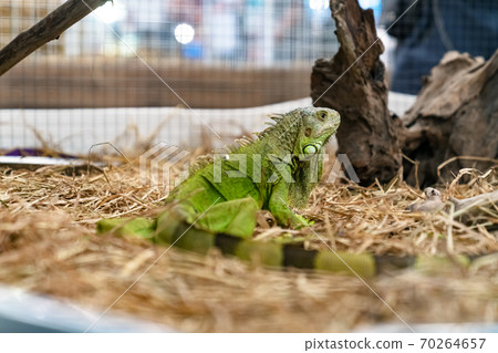 Closeup of a green iguana on dry grass 70264657