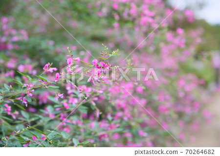 Hagi flower Hagi flower 70264682