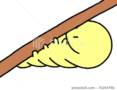 Caterpillar (yellow) holding on a branch and preparing to become a pupa 70264798