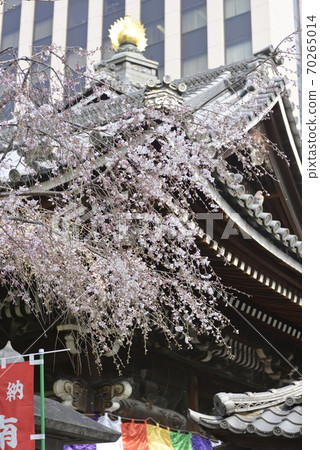 Hakkokudo Omiyuki櫻花樹 Hakkokudo Omiyuki櫻花樹 70265014