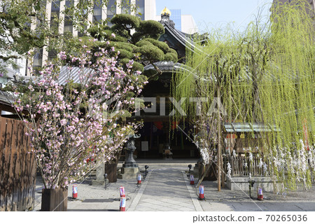 六國六邊形柳樹和櫻花 70265036