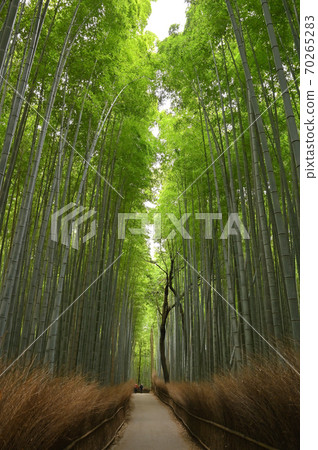 Kyoto Arashiyama Chikurin Road Chikurin no Koji Chikurin no Komichi Kyoto Arashiyama Chikurin Road Chikurin no Koji Chikurin no Komichi 70265283