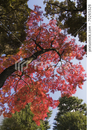 古河花園的楓在秋天加深 70265826