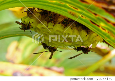 Paper wasp nest behind the leaves of Hosta sieboldiana, Tadami Town, Fukushima Prefecture 70266179